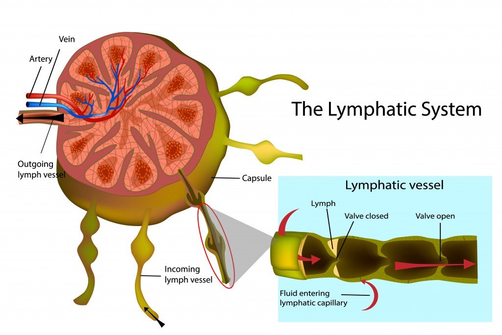 The lymphatic system: Facts, functions & diseases – Positively Sharing