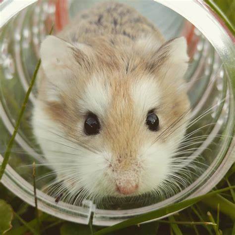 Gene-editing experiment turns fluffy hamsters into ‘aggressive’ mutant ...
