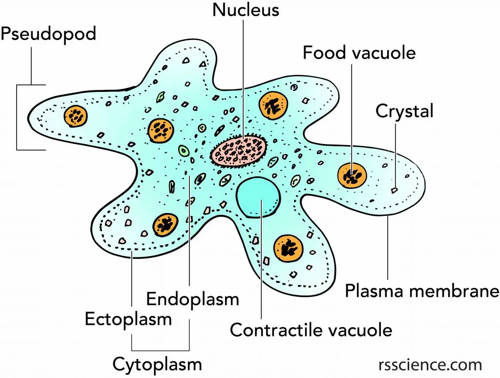 Visitors To Nevada Warned To Beware Of Brain Eating Amoeba In Hot   Amoeba.webp